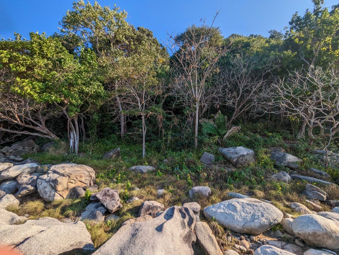 a rocky area with trees and rocks in the foreground.