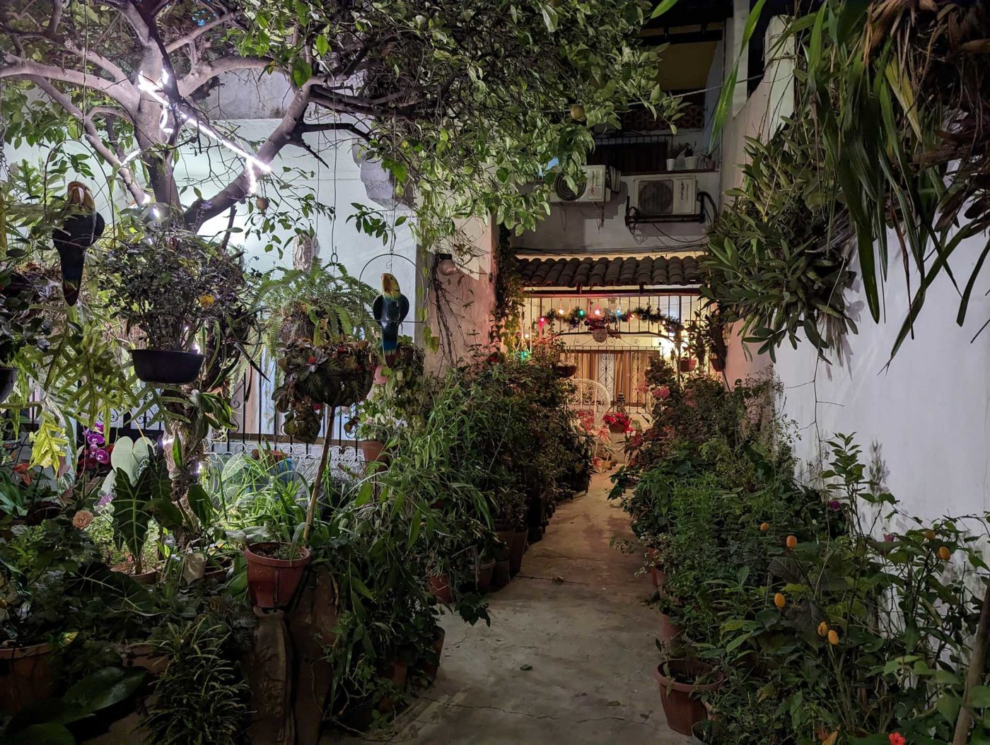 a narrow alley with potted plants on either side.