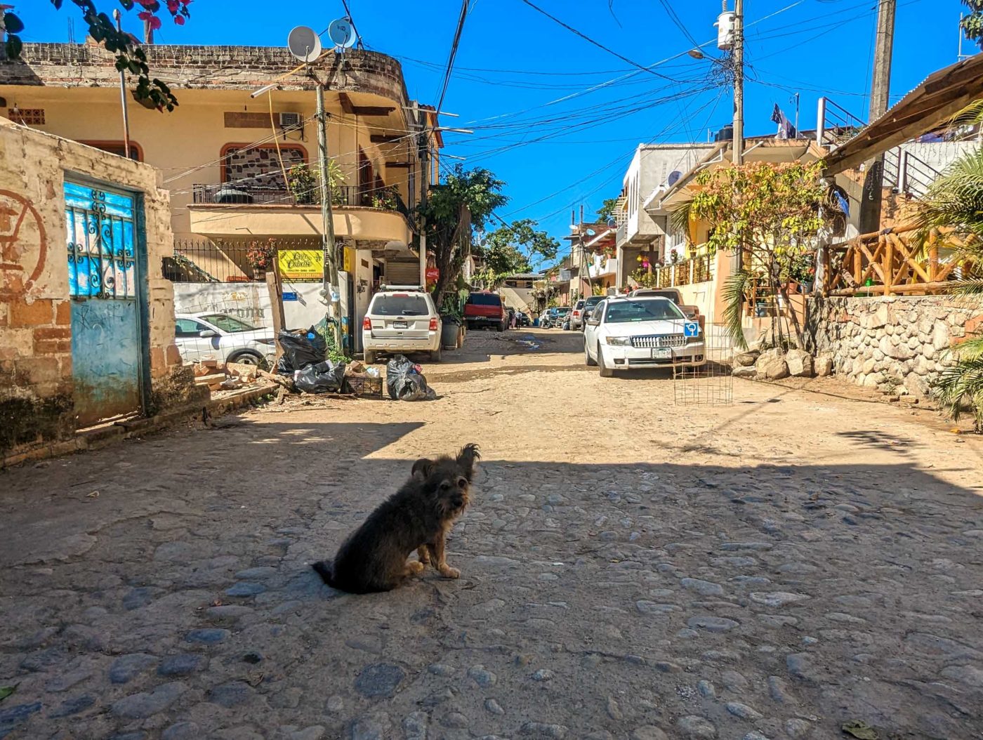 a dog sitting in the middle of a street.