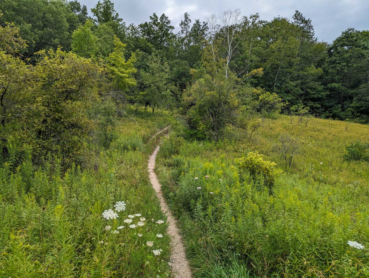 A trail through a grassy area with wildflowers.