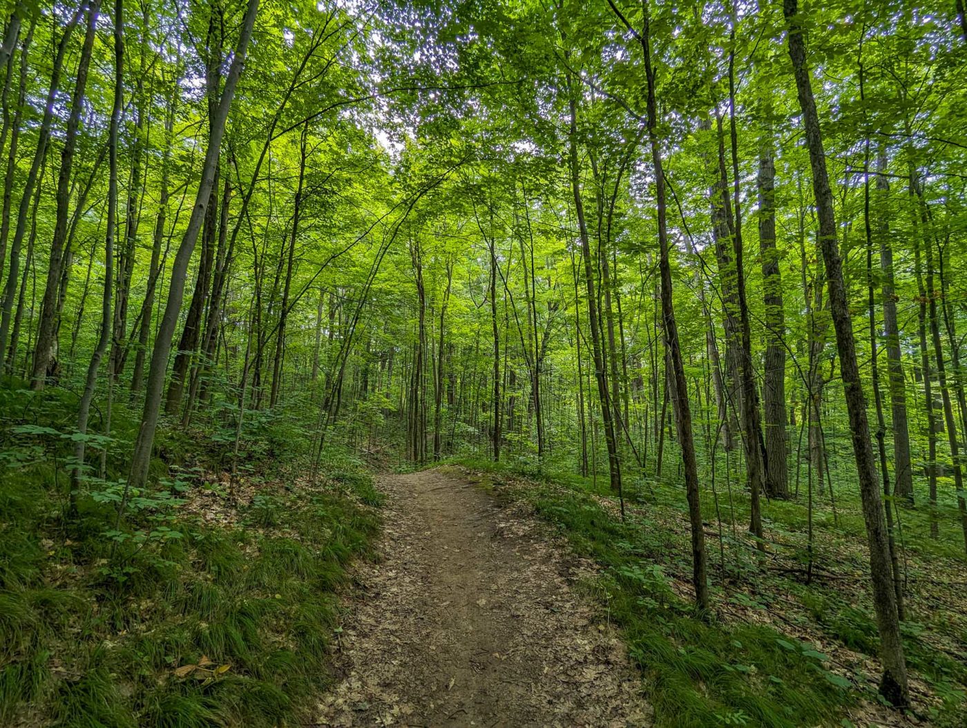 A trail through a lush green forest.