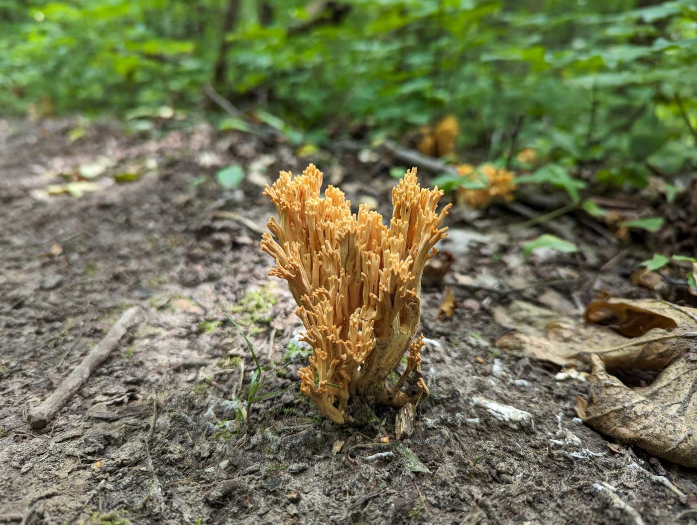 A fungus growing on a trail in the woods.