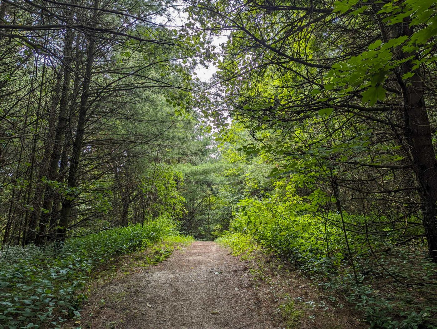 A dirt path in the woods with trees in the background.