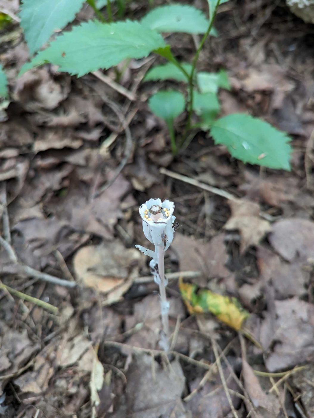 A small white flower growing out of the ground.